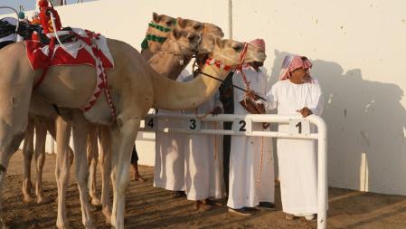 Los camellos llevan en la joroba un robot armado con una fusta