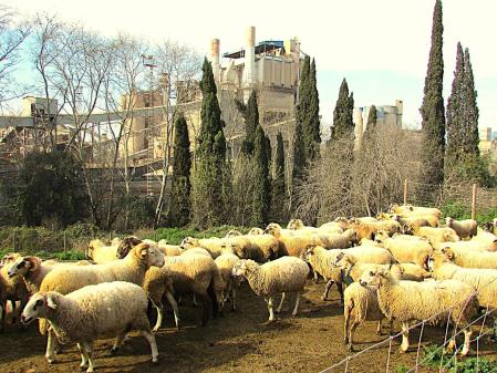 Buena vecindad entre ganadería e industria en Santa Margarida.