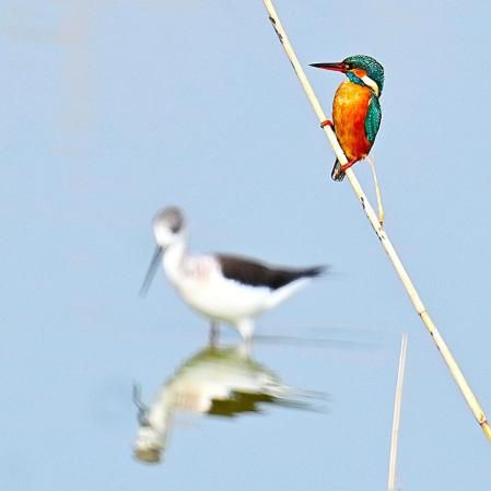 En el Delta del Ebro hay espacio para todas las aves.