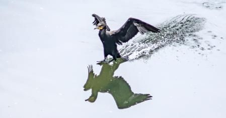 El aterrizaje del cormorán en el río Ter.
