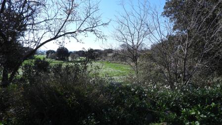 Reto visual: ¿Eres capaz de encontrar al conejo?