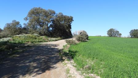 Reto visual: ¿Eres capaz de encontrar al conejo?