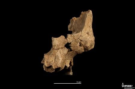 Fragmento de un rostro humano hallado en 2022 en el yacimiento de la Sima del Elefante de Atapuerca. Tiene una antigüedad de entre 1,1 y 1,4 millones de años.