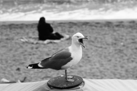Gaviota en la playa de la Barceloneta.