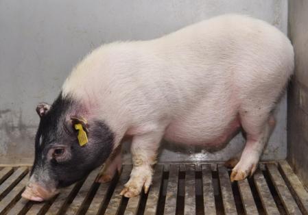 El minicerdo de la variedad Bama del que se ha extraído el primer hígado xenotrasplantado a un ser humano