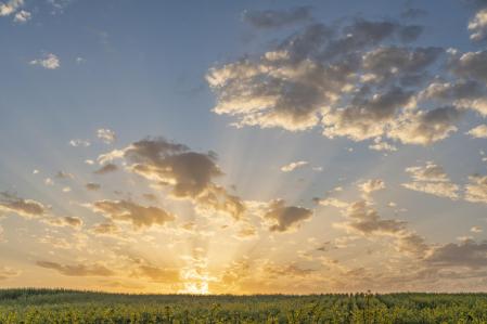 Rayos crepusculares al amanecer en el campo en flor de Cardedeu.