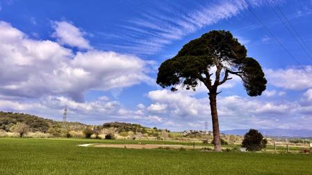 El Pi Gros de La Roca del Vallès.