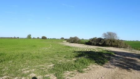 Reto visual: ¿Dónde están los cuatro conejos?