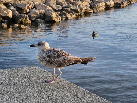 La gaviota coja de Roses.