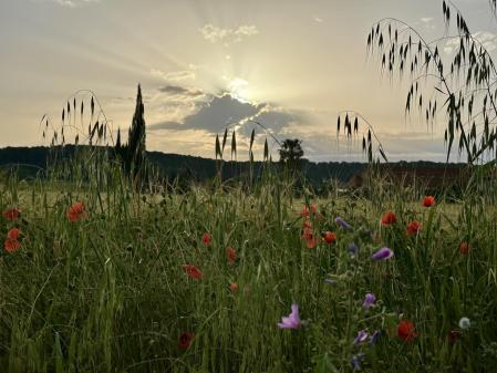 En bicicleta por el Empordanet.