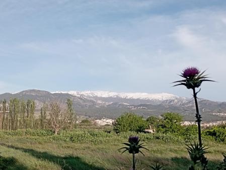 Sierra Nevada vista desde Armilla.