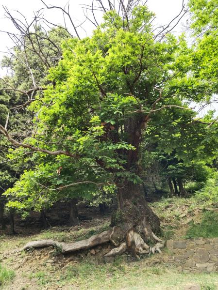 Castaño de Santa Maria de Palautordera.