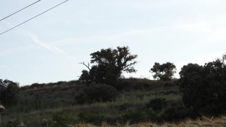 Reto visual: ¿Eres capaz de ver al buitre en esta foto?