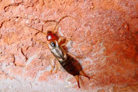 Tijereta común, en un borde de la puerta del jardín de las clarisas de Vilobí d'Onyar.