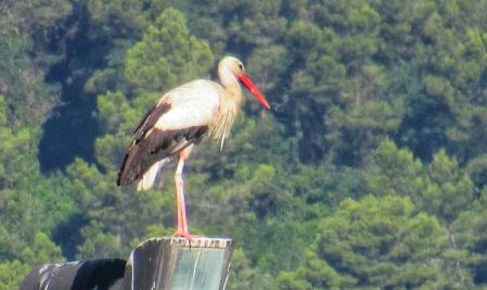 La cigüeña vigilante de Banyoles.