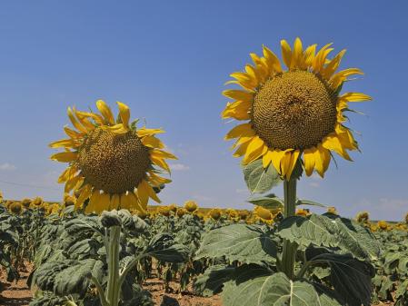 Girasoles en Bàscara.