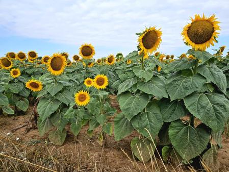 Girasoles en el Alt Empordà.