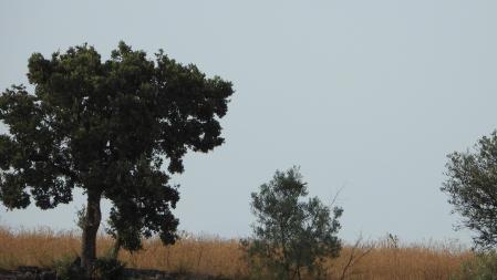 Reto visual: ¿Eres capaz de ver al busardo ratonero?