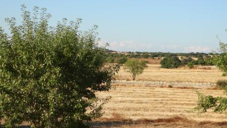 Reto visual: ¿Eres capaz de encontrar al búho que te está observando?
