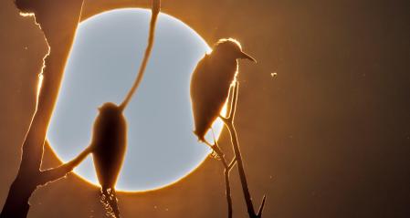 El sol corona a los 'esplugabous' en su árbol.