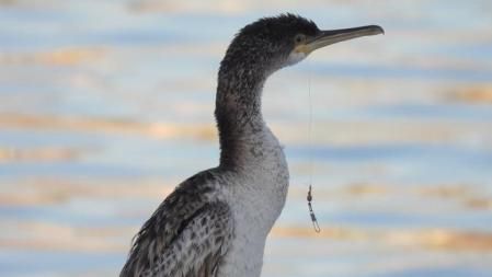 Joven cormorán moñudo (Gulosus aristotelis) con sedal en la boca, en la escollera del Port Olímpic de Barcelona.