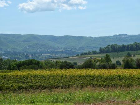 Viñedo del Penedès.