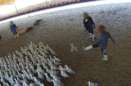 Trabajadores de la granja de patos portuguesa captados mientras patean a los patos en las instalaciones.