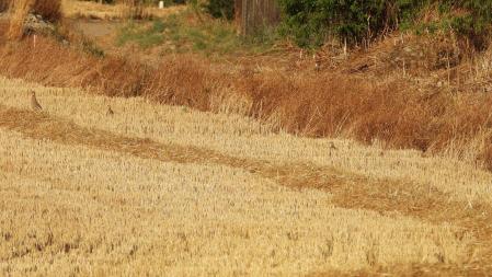 Reto visual: ¿Eres capaz de ver a toda la familia de perdices rojas?