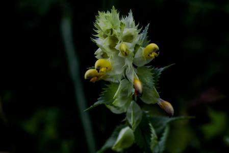 Rhinanthus minor en la Vall d'Aran.