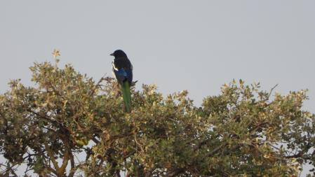 Urraca de cola verde.