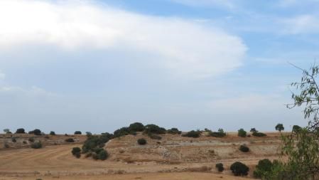 Reto visual: ¿Eres capaz de ver al aguilucho en esta imagen?