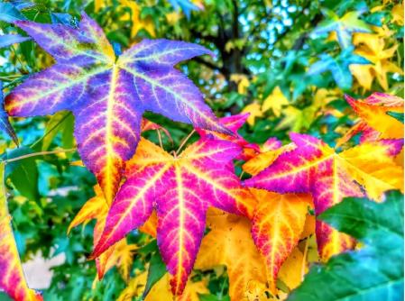 Jackson Pollock pinta el paisaje del otoño en el Berguedà.