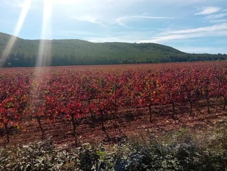 Viñas en otoño en Aiguaviva.