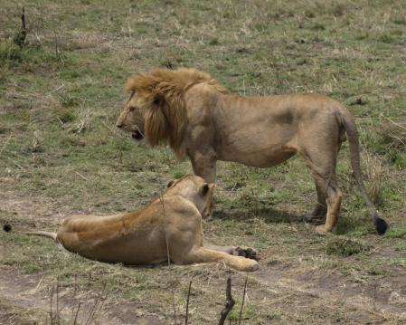 Inicio del proceso de la copulación de los leones.