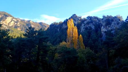 El solitario chopo del otoño en el Berguedà.