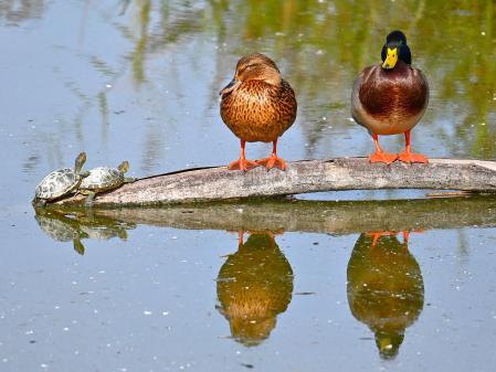 Compartiendo espacio en el Delta del Ebro.