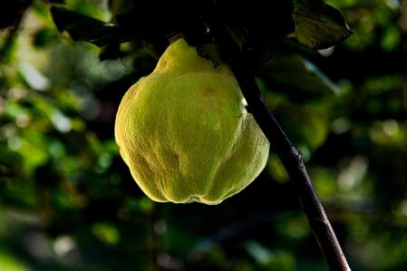 El membrillo, el tesoro del otoño escondido entre los árboles.