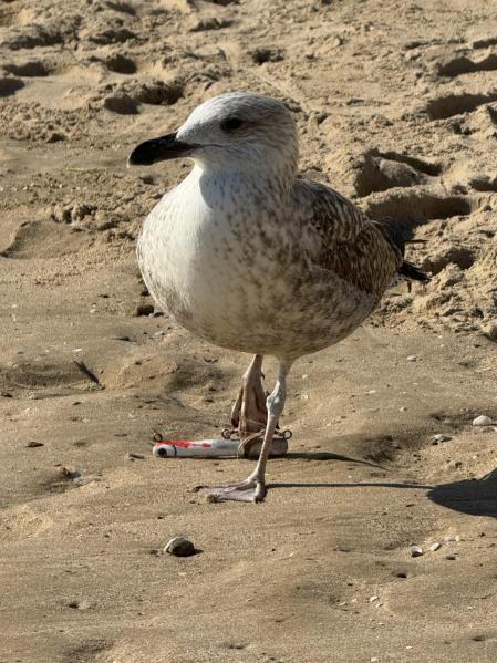 La gaviota atrapada en una boya, en Calp.