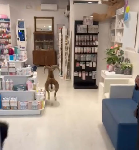 Un muflón en el interior de una farmacia de Canet de Mar