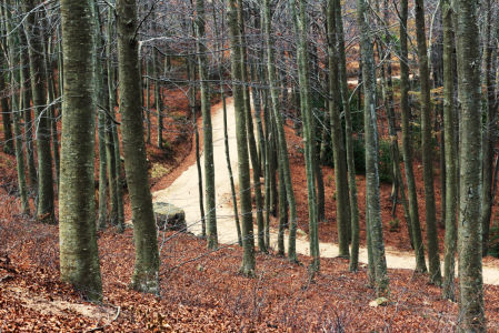 El hayedo desnudo de Santa Fe del Montseny.