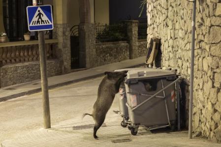 Un jabalí pequeño rebusca comida en contenedores ubicados en las calles cercanas al parc de Collserola&nbsp;