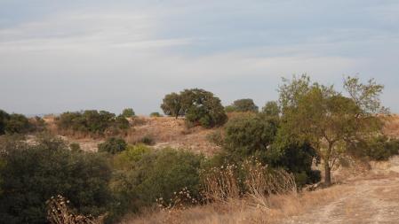 Reto visual: ¿puedes ver la urraca en menos de 30 segundos?