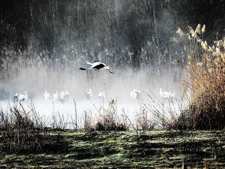 La colonia de cigüeñas de La Puda.