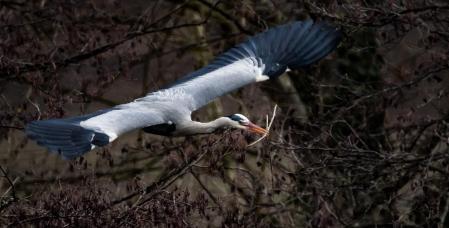 Las garzas reales empiezan a hacer sus nidos.