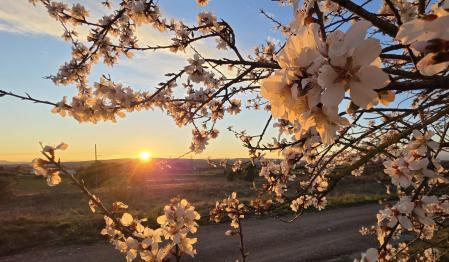 La puesta de sol del almendro florecido de Empúries.