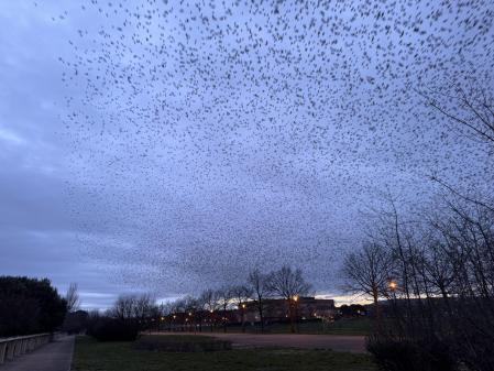 Estorninos en el parque de la Ribera, en Logroño.