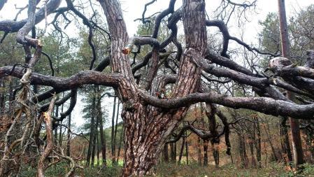 Pi Gros de Viladric.