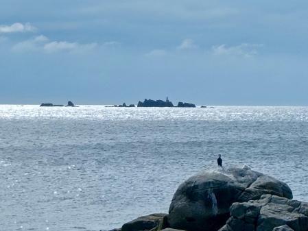El cormorán del mar de plata.