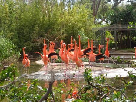 Reto visual: ¿Cuántos flamencos eres capaz de ver en menos de 30 segundos?