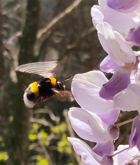 El insistente revoloteo del abejorro, en Sant Cugat del Vallès.